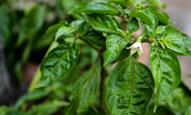 Ilustrasi cara menanam cabe keriting di polybag. Sumber foto: Pixabay/ shazzadul_alam