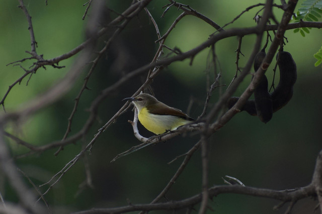 Ilustrasi Cara Mengatasi Konin Macet Bunyi, Pencinta Burung Wajib Tahu, Unsplash/T VEERABABU