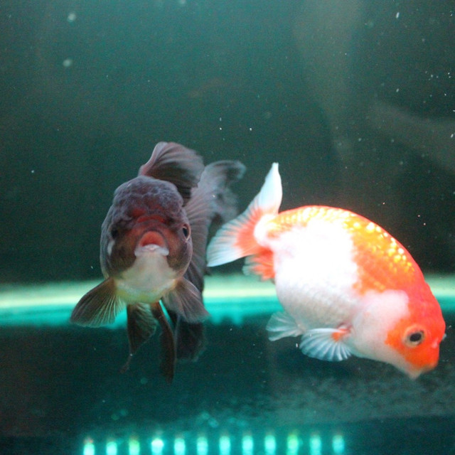 Healing Gak Harus ke Bali: Cukup Pelihara Ikan Mas Koki. sumber : Dokumentasi Pribadi Penulis