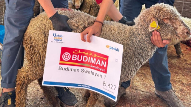 4 Ekor Domba Qurban Budiman Swalayan untuk Masyarakat Palestina (Sumber : DT Peduli)