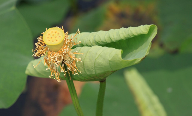 Ilustrasi penyebab tanaman menjadi layu di musim panas. Sumber: Pixabay/pieonane