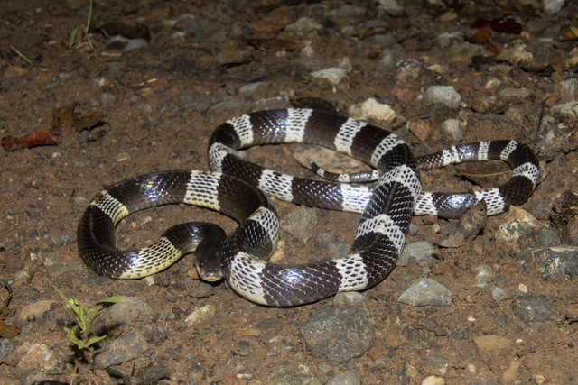 Ilustrasi Ular Weling. Foto: timla wildlife/Shutterstock