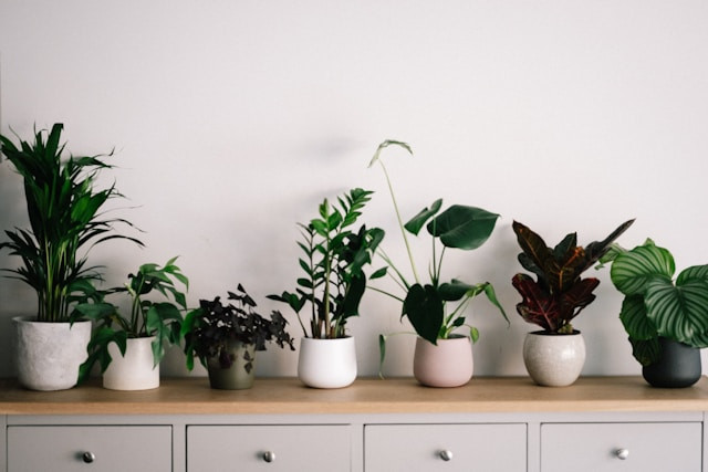 tanaman yang dapat membersihkan udara, Photo by Annie Spratt on Unsplash