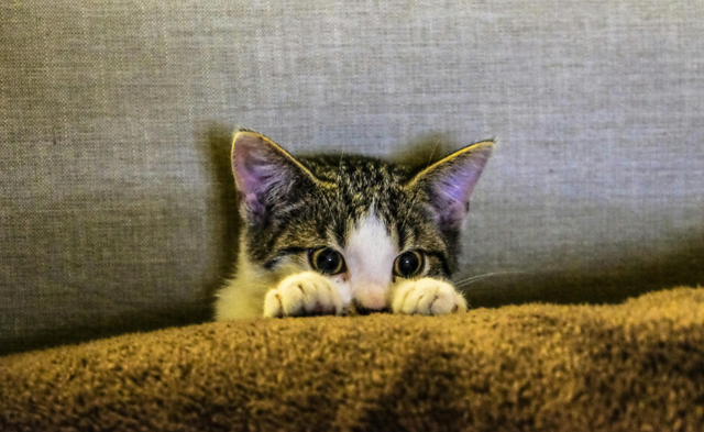 Ilustrasi Kenapa kucing suka mencakar sofa, Pexels/Francesco Ungaro
