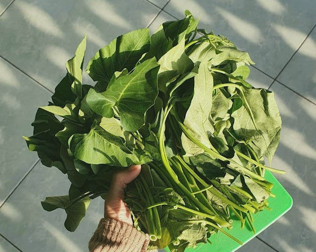 Ilustrasi Cara Menanam Kangkung Sisa Dapur dengan Mudah. Sumber: www.pexels.com