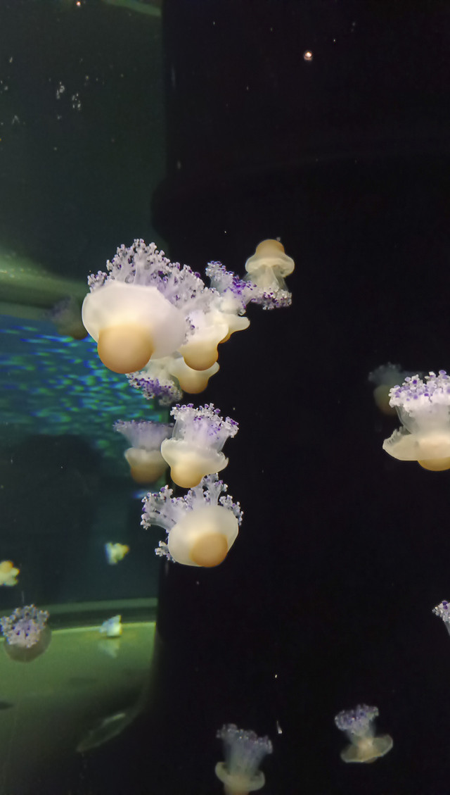 Singapore Oceanarium di Resorts World Sentosa. Foto: Aprilandika Pratama/kumparan