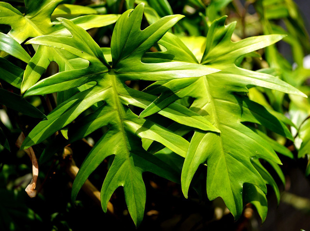 Jenis Anthurium Daun Panjang. Foto ilustrasi sumber: unsplash/ignartonosbg
