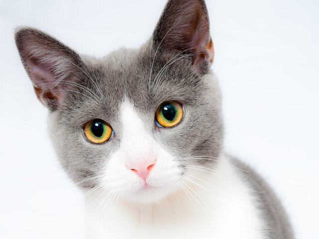 Ilustrasi contoh teks observasi tentang kucing. Sumber: pexels.com/pixabay.