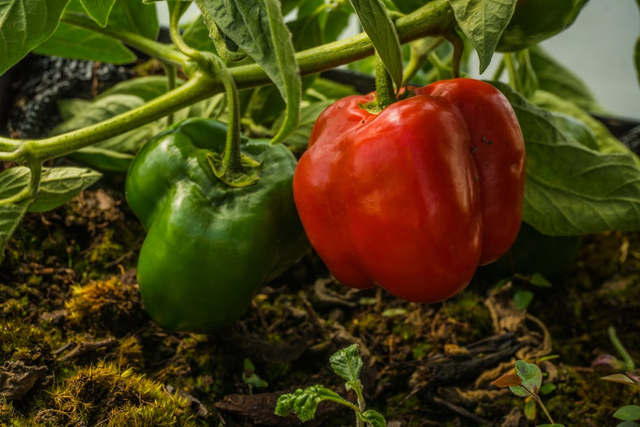 Ilustrasi Cara Menanam Paprika dari Biji Di Polybag. Sumber: Pexels/Juan Felipe RamÃrez