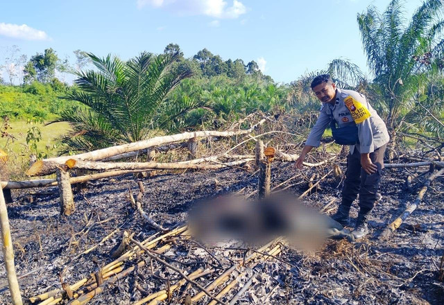Personel Polres Sanggau saat akan mengevakuasi jenazah lansia yang terjebak api saat bersihkan lahan. Foto: Dok. Polres Sanggau