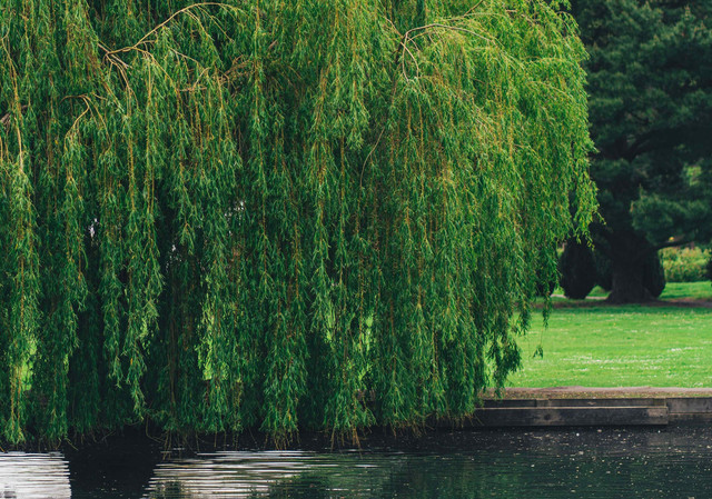 Pohon willow di tepi sungai pada siang hari. Foto oleh Joshua Lawrence, diambil dari Unsplash.