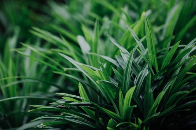 Ilustrasi manfaat menanam daun pandan di depan rumah. Foto: Unsplash/CHUTTERSNAP