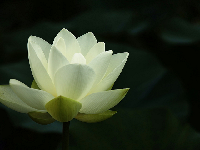 Ilustrasi cara menanam biji lotus mini. Sumber: unsplash.com/ZhishengDeng.