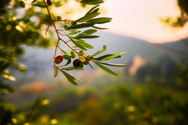 Ilustrasi manfaat menanam pohon zaitun. Sumber: lucio patone/unsplash