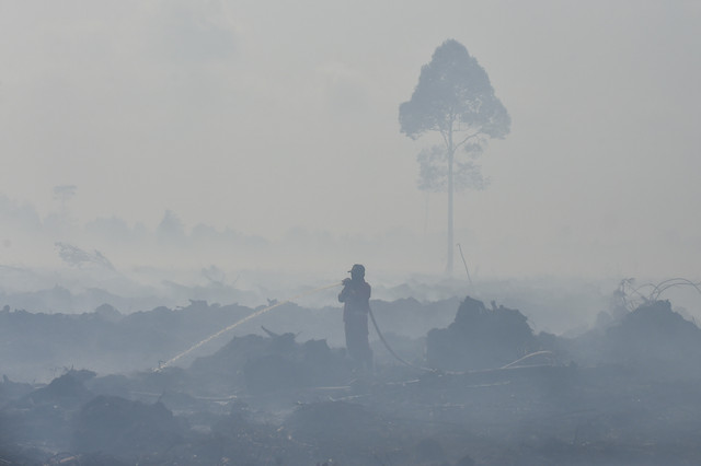 Petugas Manggala Agni Daops Kota Jambi memadamkan api kebakaran hutan dan lahan (karhutla) di lahan gambut Desa Gambut Jaya, Muaro Jambi, Jambi, Kamis (24/7/2025). Foto: Wahdi Septiawan/ANTARA FOTO