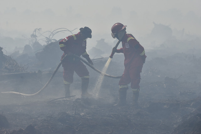 Petugas Manggala Agni Daops Kota Jambi memadamkan api kebakaran hutan dan lahan (karhutla) di lahan gambut Desa Gambut Jaya, Muaro Jambi, Jambi, Kamis (24/7/2025). Foto: Wahdi Septiawan/ANTARA FOTO