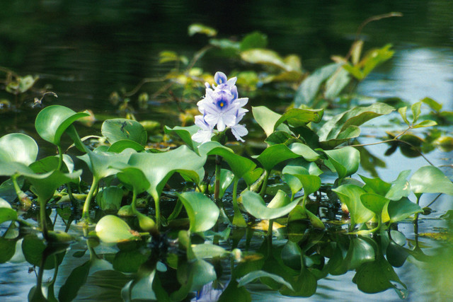 Eceng Gondok. Sumber foto: Oleh Photo by Ted Center. - USDA., Domain Publik, https://commons.wikimedia.org/w/index.php?curid=20156