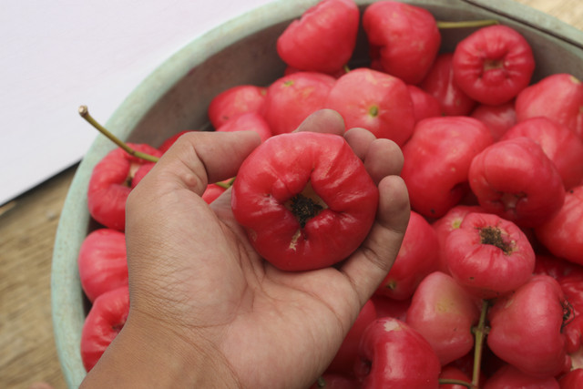 Ilustrasi jambu air. Foto: Shutterstock