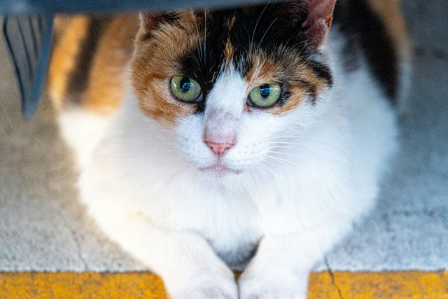 Ilustrasi Rekomendasi Nama Kucing Jantan Korea, Foto: Unsplash/lee seunghyub