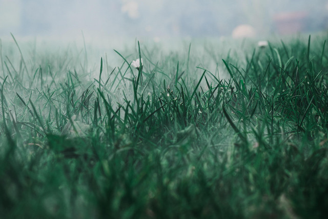 Ilustrasi cara membasmi rumput di musim hujan. Sumber: Pixabay/Hundankbar