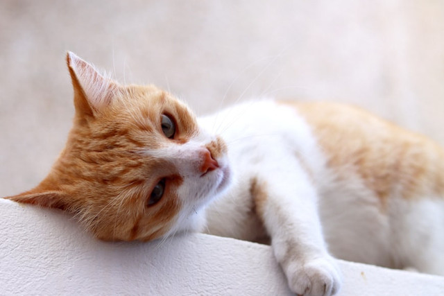 Ilustrasi Nama Kucing Oren Putih Betina. Unsplash/Carolina de León