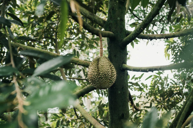 Ilustrasi Cara Merawat Durian di Musim Hujan. Sumber: Pexels/LongBaMui