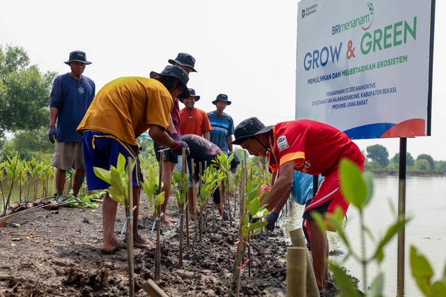 BRI lewat Program Tanggung jawab Sosial dan Lingkungan (TJSL) melakukan penanaman 10.000 pohon mangrove dalam memperingati Hari Mangrove Sedunia 2025 di di kawasan pesisir Muara Gembong, Kabupaten Bekasi. Foto: Dok. BRI