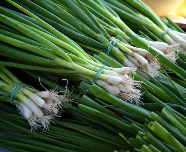 Cara Menanam Bawang Daun di Musim Hujan. Foto hanya ilustrasi. Sumber foto: Unsplash/Christopher Previte