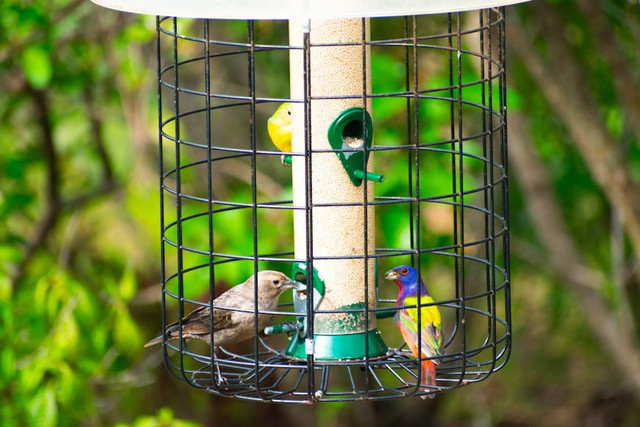 Ilustrasi nama burung pembawa hoki/Unsplash/Robin Teng