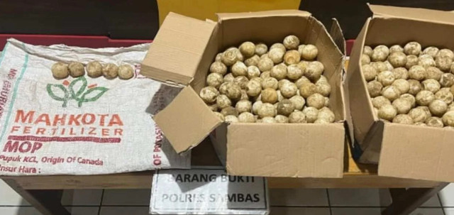 Barang bukti 445 telur penyu yang diamankan petugas. Foto: Dok. Polres Sambas