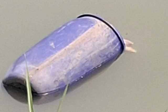 Penampakan drum berisi mayat wanita di Sungai Cisadane. Foto: Dok. Istimewa