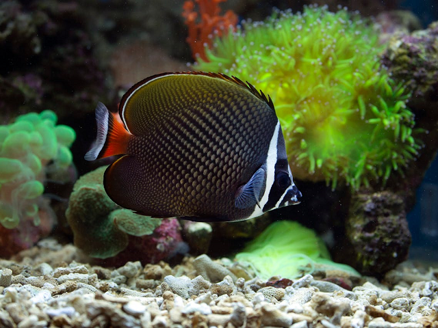 Ilustrasi manfaat batu koral untuk aquarium. Sumber: pexels.com/saturnus99.