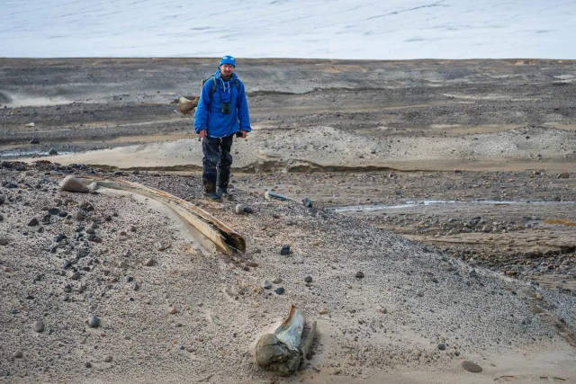 Seorang peneliti di Arctic and Antarctic Research Institute (AARI) Rusia berdiri di samping kerangka paus. Foto: AARI/Nikita Demidov/Alexander Ermolov