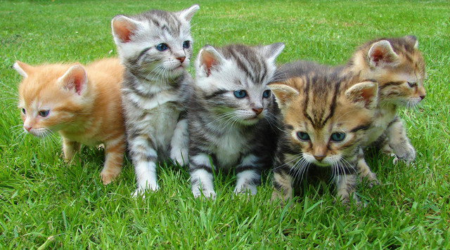 Ilustrasi rekomendasi nama kucing dalam Islam. Foto: Pexels.com/Pixabay