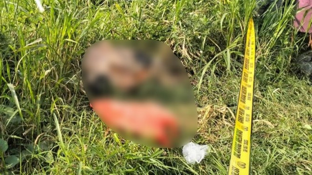 Mayat perempuan terbungkus kardus ditemukan di semak-semak pinggir Jalan Raya Kedamean, masuk Desa Banyuurip, Kecamatan Kedamean, Gresik. Foto: Dok. Istimewa