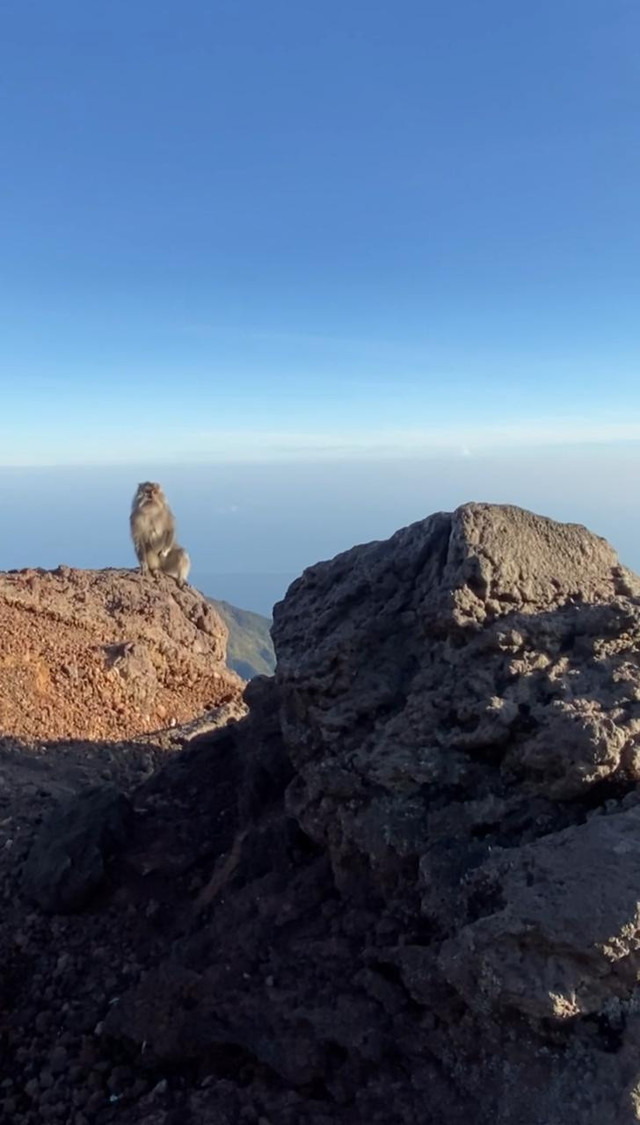 Monyet liar di Puncak Rinjani (Sumber: Dokumentasi Pribadi)