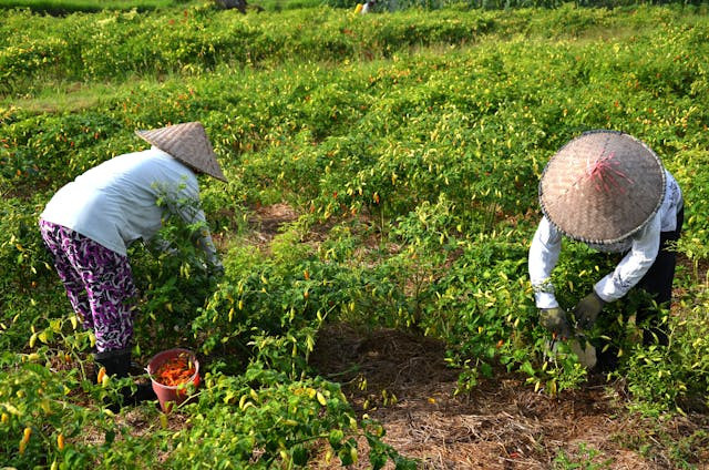 Ilustrasi perawatan cabai di musim kemarau. Sumber: Pexels/Danang DKW