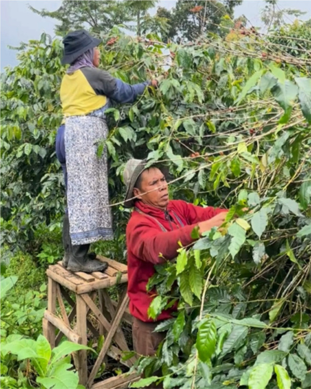 Para petani kopi yang sedang memanen atau memetik buah kopi, foto: dokumentasi pribadi