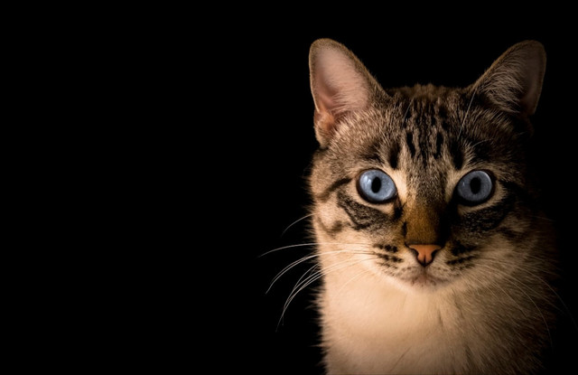 Ilustrasi 10 Prompt Kucing AI   Sumber Unsplash/Pacto Visual