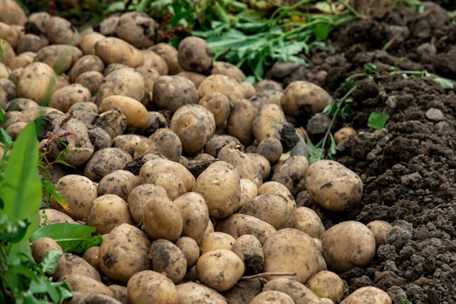 Ilustrasi Jenis Tanaman yang Cocok Ditanam di Musim Kemarau. Sumber: Unsplash/CharlesChen