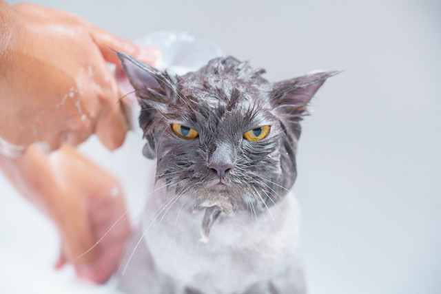 Ilustrasi kucing mandi. Foto: Shutterstock