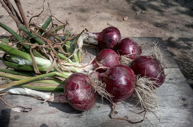 Ilustrasi cara merawat bawang merah di musim kemarau - Sumber: unsplash.com/@splashgautam