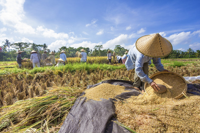 Ilustrasi petani mengumpulkan beras. Foto: Shutterstock