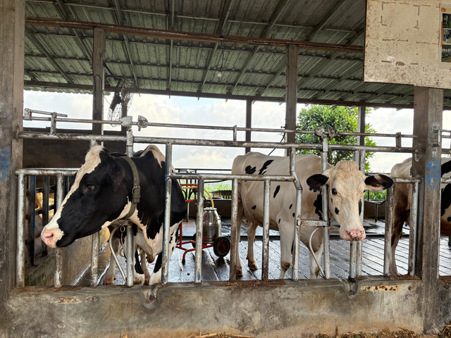 Kondisi peternakan sapi perah milik salah satu warga di Desa Pudak Wetan