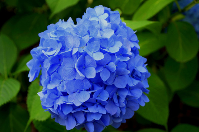Ilustrasi. Jenis bunga berwarna biru. Sumber: Pexels / Pixabay