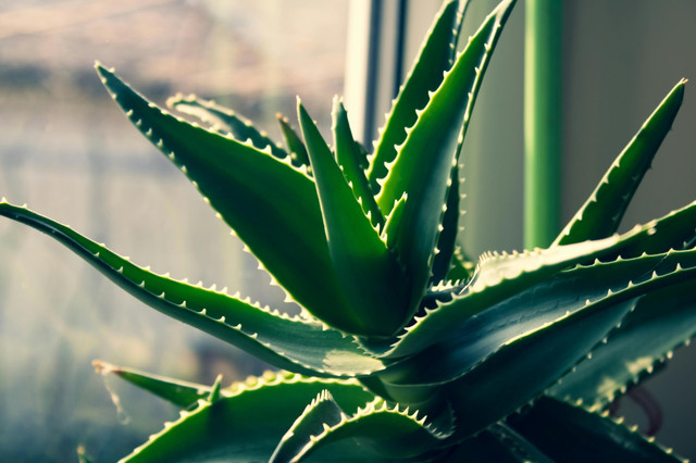 Detail tekstur lidah buaya menyegarkan kulit dan sering digunakan dalam skincare alami.      Florin G Daniel / Pexels 