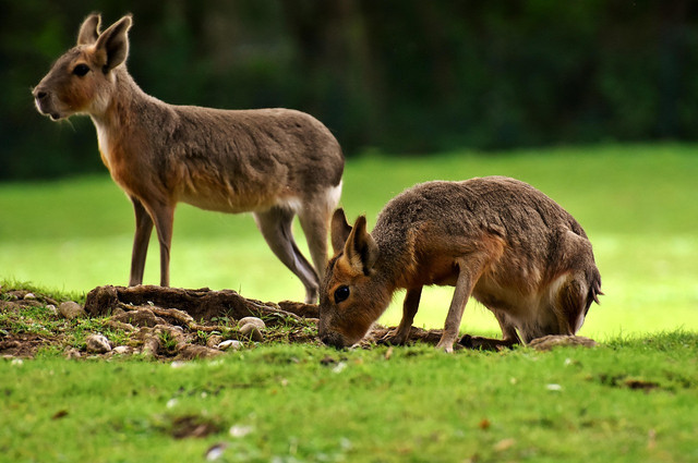 Aviary Park Bintaro. Foto hanya ilustrasi bukan tempat sebenarnya. Sumber: Pixabay/Alexas_Fotos
