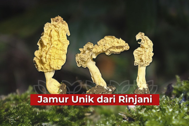 Peneliti BRIN temukan spesies baru jamur Morel di lereng Gunung Rinjani yang bisa dikonsumsi dan bernilai ekonomi tinggi. Foto: X/ @brin_indonesia