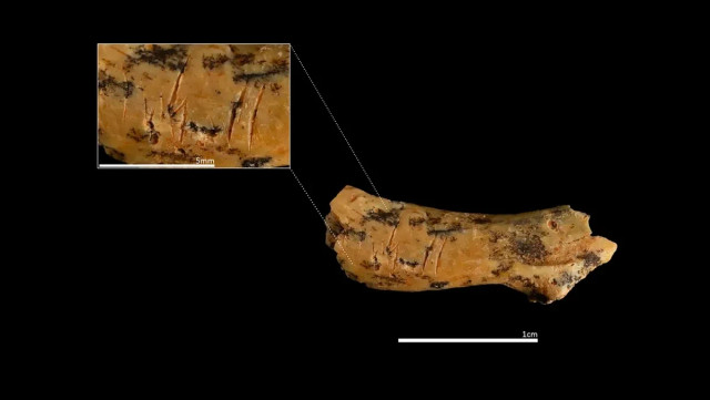 Tulang belakang anak manusia purba yang ditemukan di gua terdapat tanda-tanda jelas terkait dengan kanibalisme. Foto: Maria D. Guillen/IPHES-CERCA