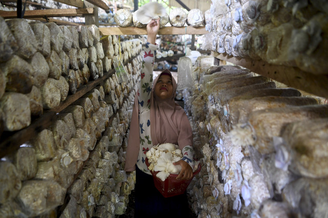Petani memanen jamur tiram di Desa Bhuana Jaya, Tenggarong Seberang, Kutai Kartanegara, Kalimantan Timur, Rabu (30/7/2025). Foto: M Risyal Hidayat/ANTARA FOTO